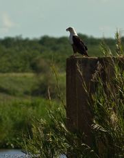 Schreiseeadler (2 von 2).jpg